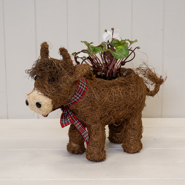 Highland Cow Plant Pot with Tartan Scarf