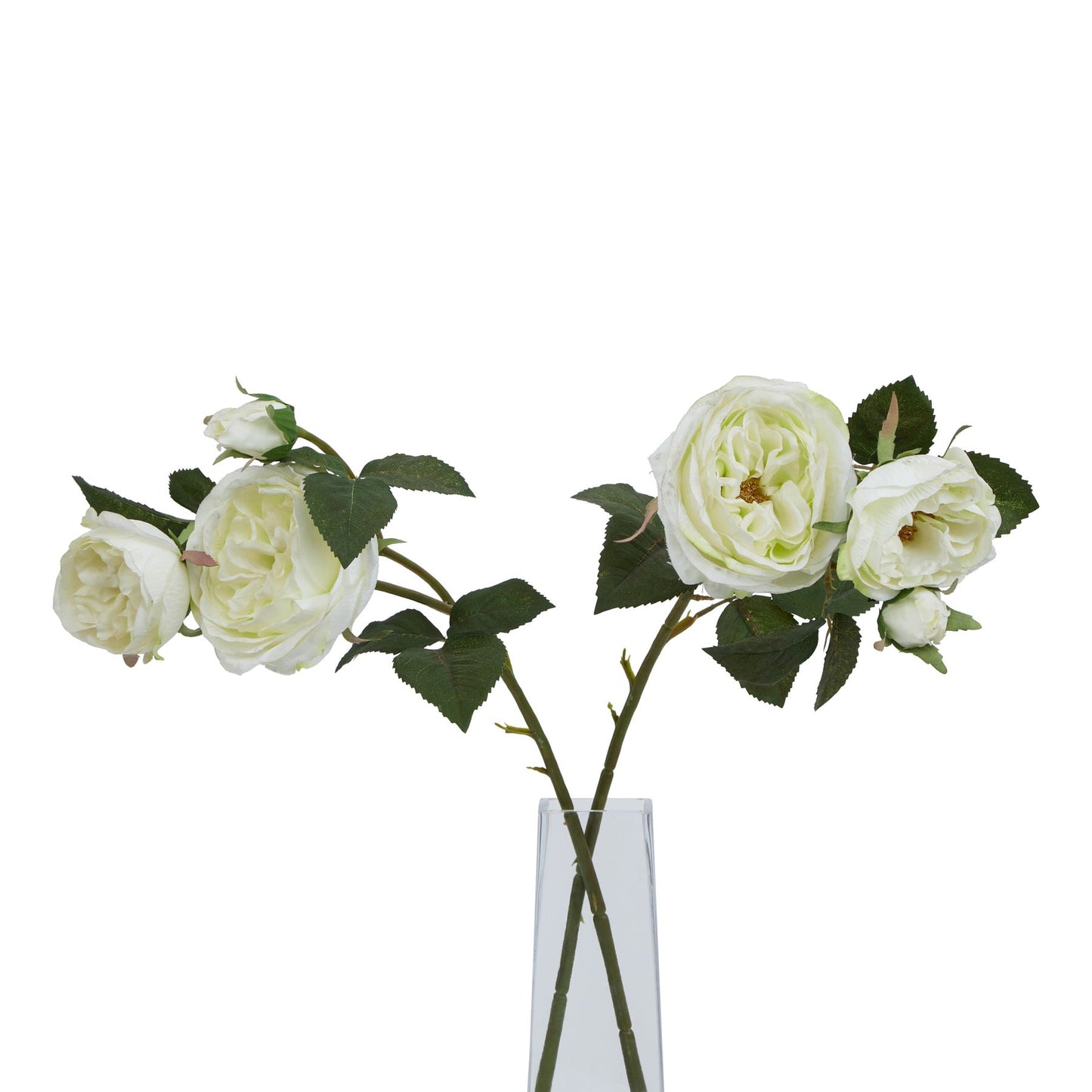 The Natural Garden Collection White Charity Rose