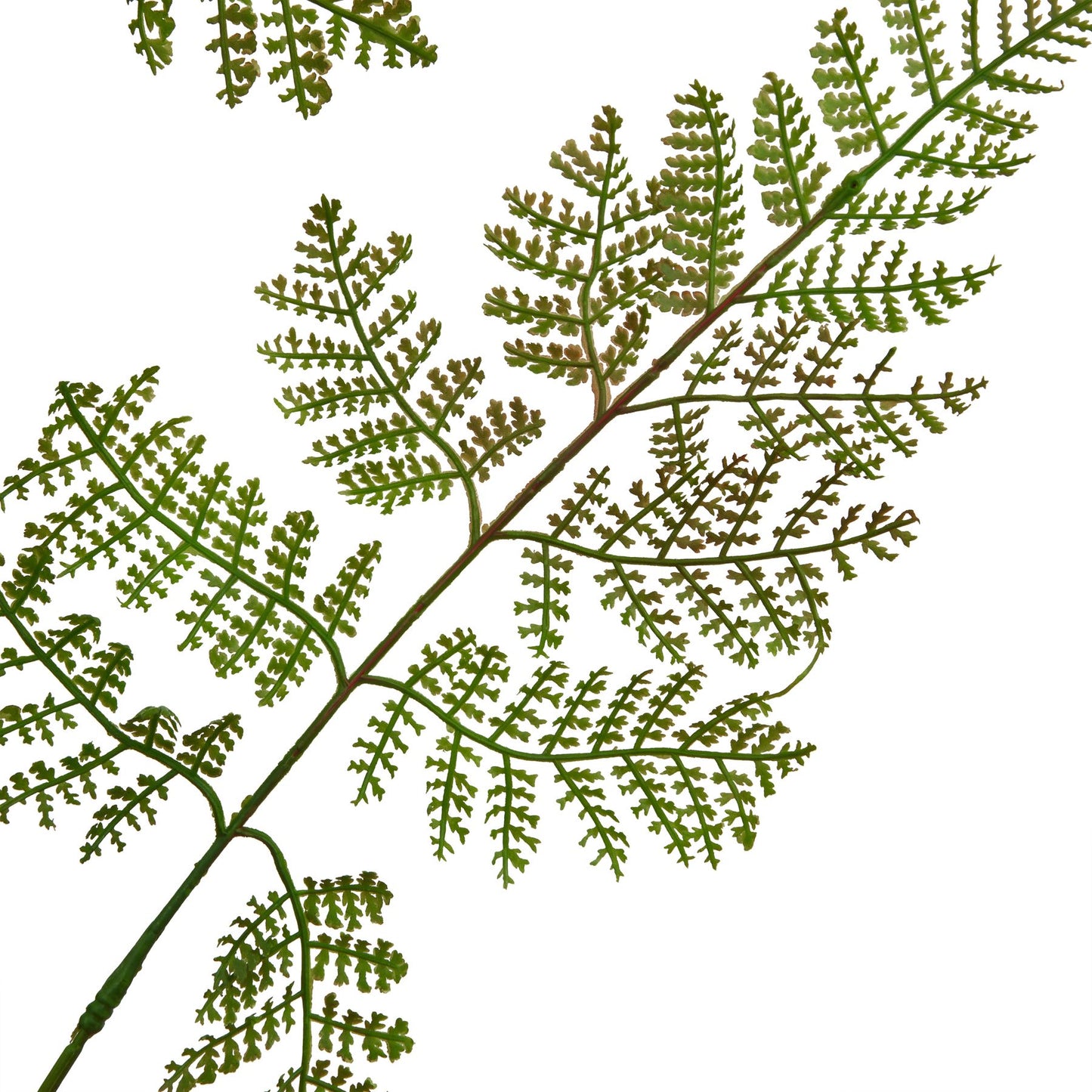 The Natural Garden Collection Large Bracken Fern Spray