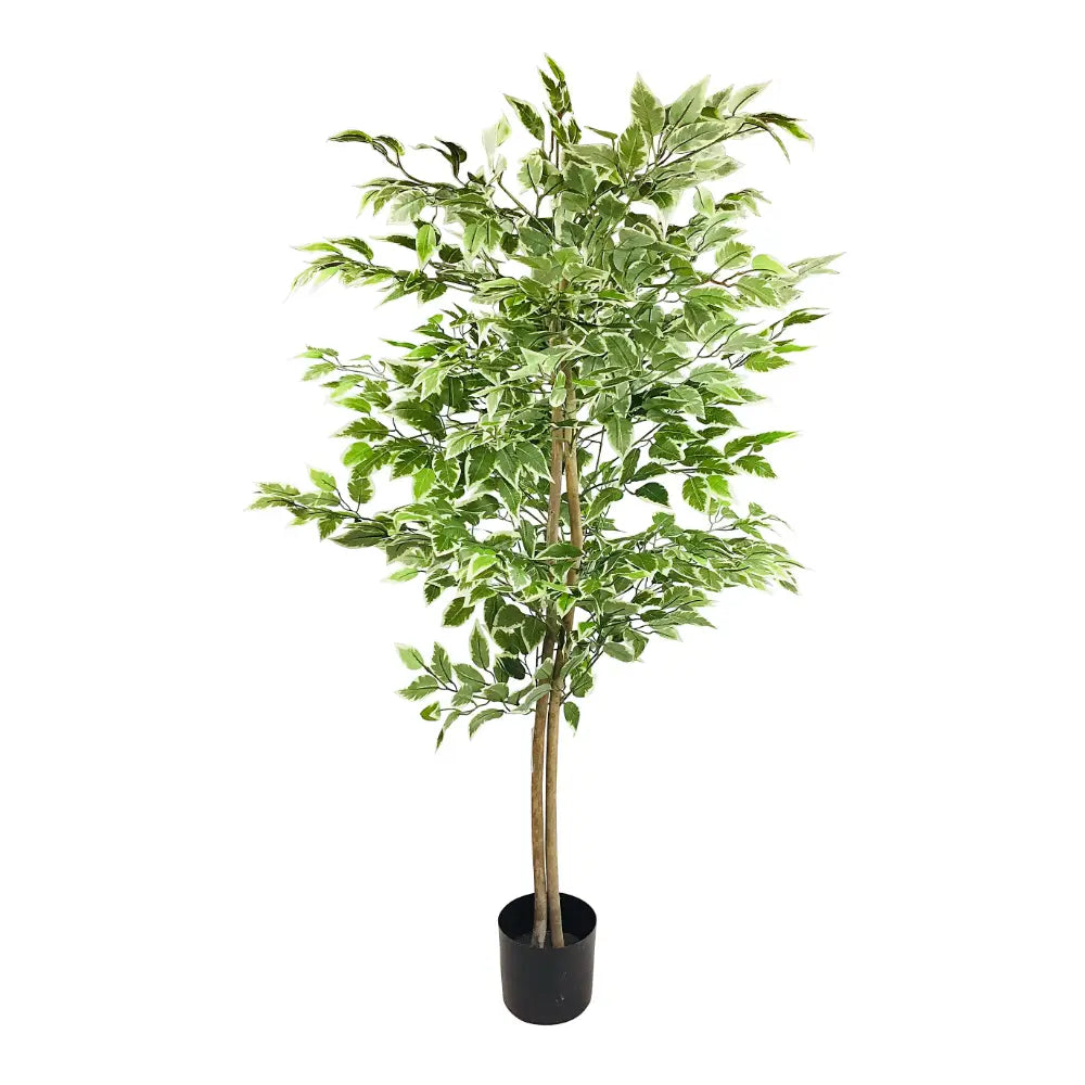 Artificial Ficus Tree With Variegation Leaves 150cm