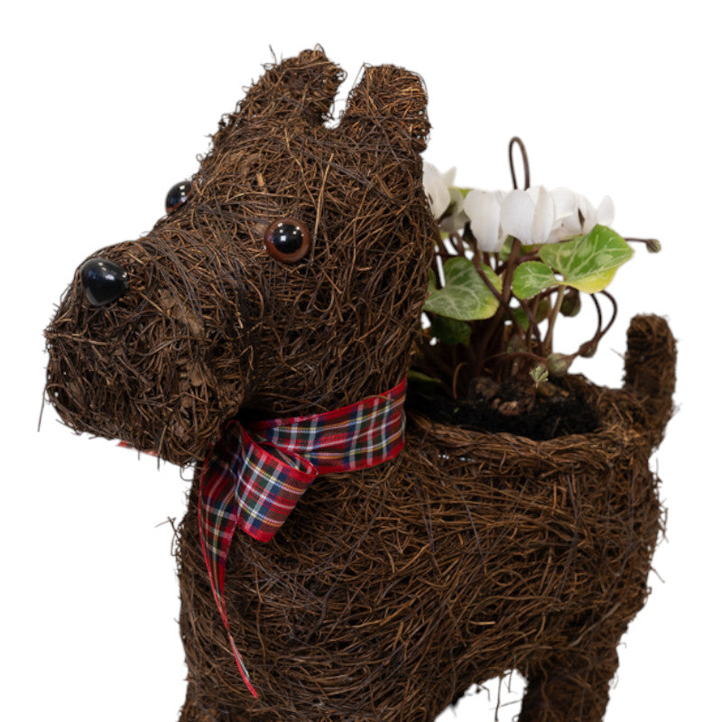Scottie Dog Planter with Tartan Ribbon