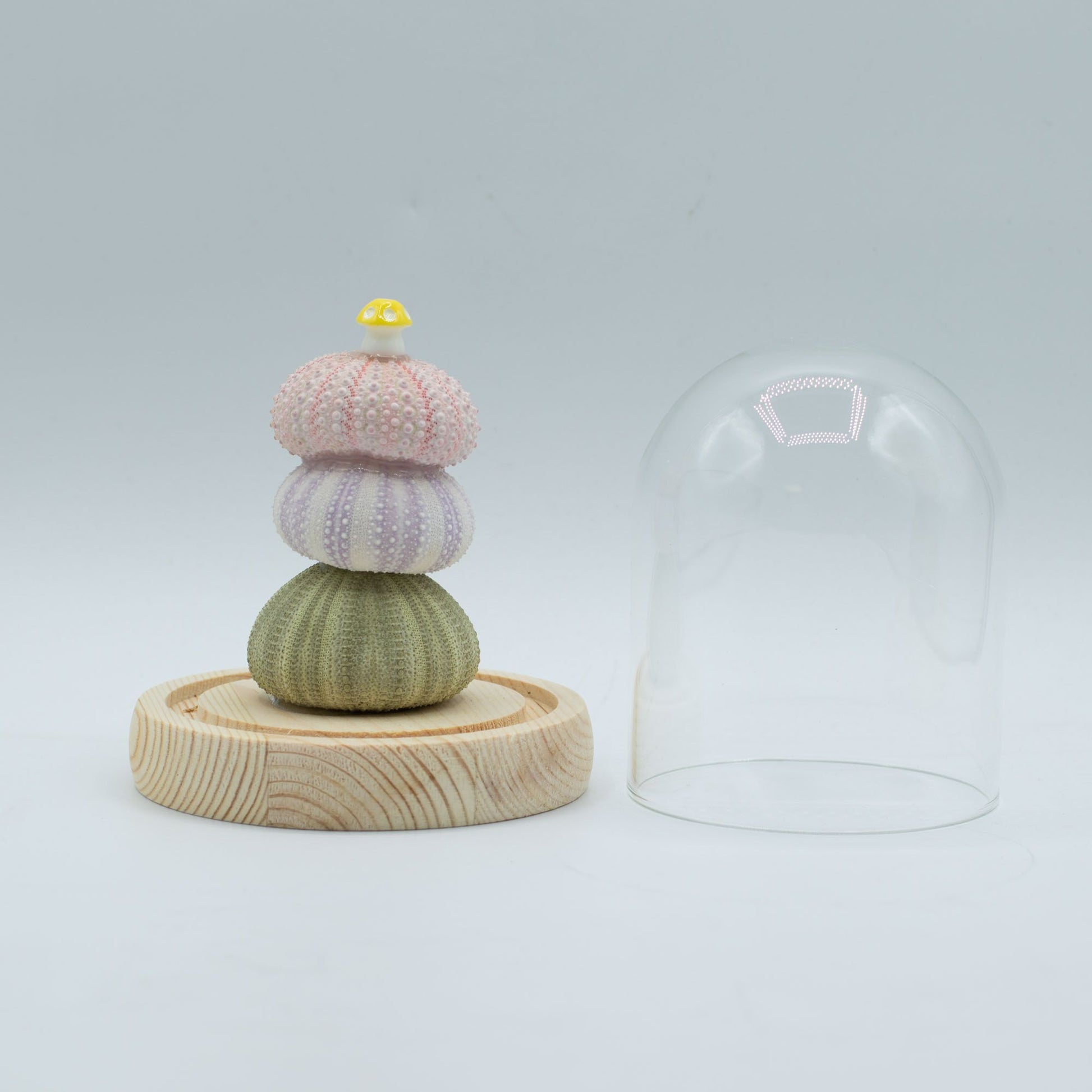 Floral Glow Garden Dome - 3 Sea Urchins - LED USB