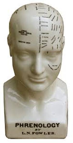 Medium Ceramic Phrenology Head