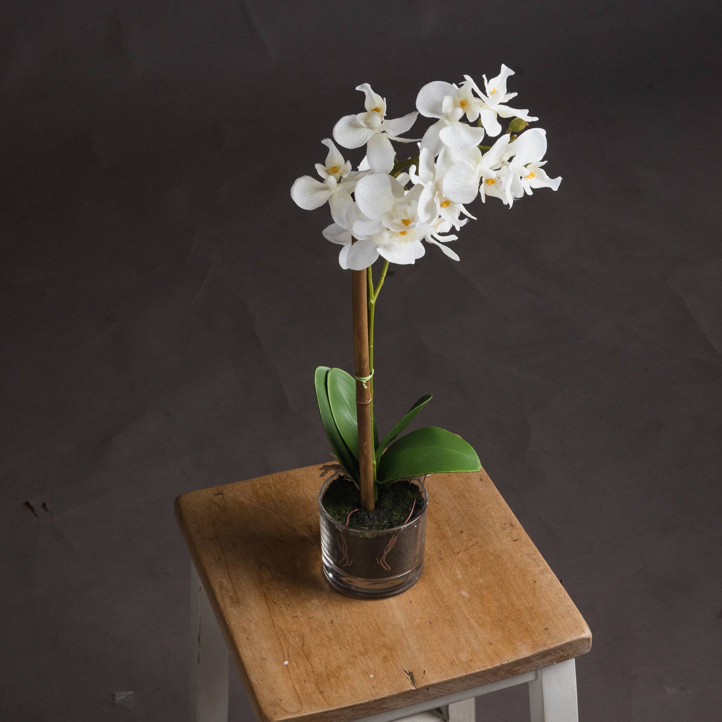 Harmony White Potted Orchid