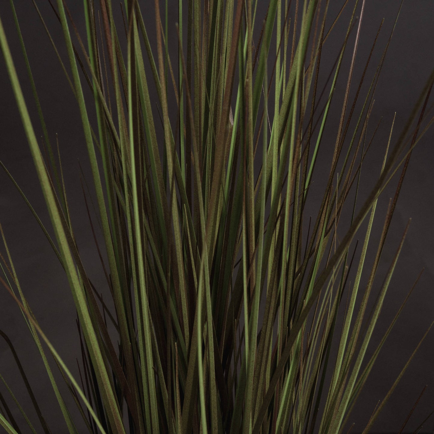 Spray Grass 36 Inch