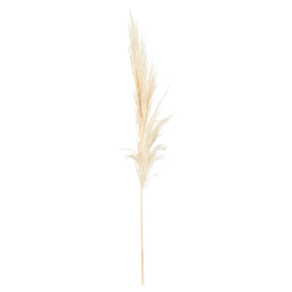 Cream Pampas Grass Stem