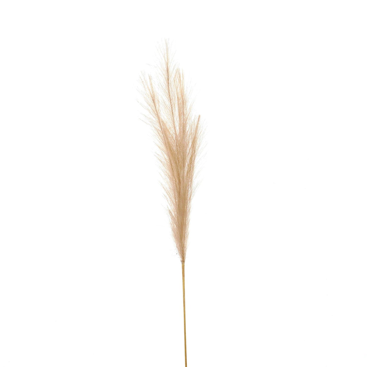 Bleached Faux Pampas Grass Stem