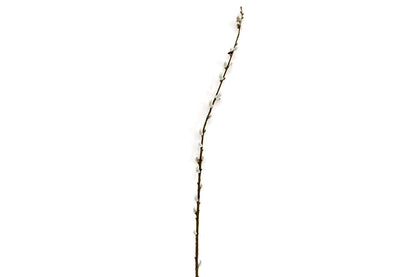 Pussy Willow Stem